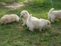 POFUDUK CHOW CHOW YAVRULARIMIZ