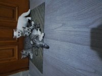 3 şilaĥşör kediler