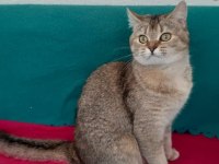 Golden British Shorthair