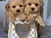 Kore Kan Hattına Sahip Maltipoo