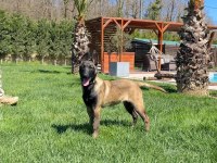 FULL EĞİTİMLİ BELÇİKA MALİNOİS YAVRU