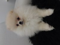 POMERANİAN ERKEK YAVRU