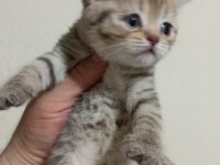 British shorthair 65 günlük kediler