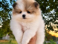 Teddy Bear Surat Yavru Pomeranian Boo Yavrularımız Yeni