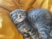 Yavru scottish fold 2 aylık