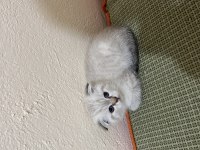 Minik scottish fold oğlumuza yeni yuva