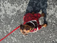 Sağlıklı doberman kızıl ve siyah