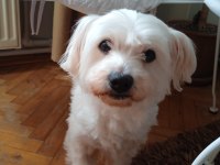 Maltese terrier 10 yaşında erkek