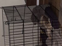 4 aylık minyatür pinscher