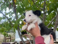 Show kalite border collie yavrularımız