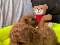 Toy poodle bebekler