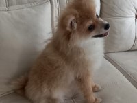 POMERANİAN CİNSİ KOPEK