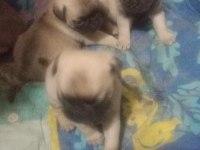 Gül Kuyruk A Kalite Pug Yavruları
