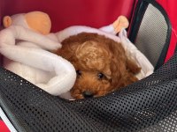 Dişi Kızım Red Minyatür Poodle
