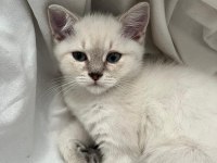 2aylık pamuğum (dişi) oyuncu yavru kedi