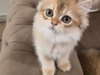 Golden British Longhair Kedisi