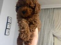 Güzeler güzeli kilo garantili poodle bebekler