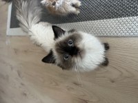 British Longhair Chocolate Point kızımız ücretsiz