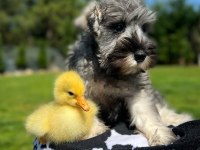 FCI şecereli Miniature SCHNAUZER