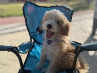 Maltipoo 3 aylık erkek