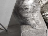 Yün Yumağı Çok Tatlı Chinchilla Yavrularım