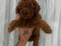 Kore erkek toy poodle bebekler