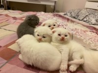 Safkan scottish fold yavrularımız yeni sahibini bekliyor