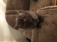 British shorthair yavrular
