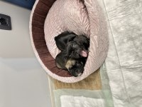 Siyah ve kahverengi 1 buçuk aylık french bulldog
