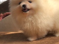 3 aylık 1 dişi ve 1 erkek üst kalite pomeranian boo