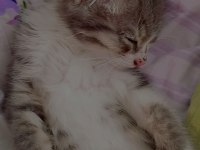 1 buçuk aylık erkek kedimiz