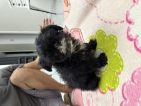 Designer Pomeranian Dünyalar Tatlısı Yavrularımız