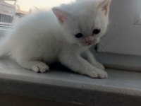 2 Aylık Kedicikler