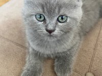 7 aylık erkek british shorthair kedimiz