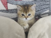 Acil sahiplendirilecek british shorthair