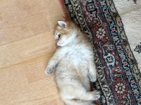 British golden erkek yavru anne babası şecereli