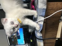 65 günlük scottish fold yavrular