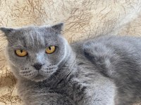 1 kez annelik yapmış scottish fold yavru sahiplendirilecek