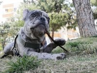 French Bulldog Merly İzmir İçi Dişi Eş Arıyoruz