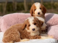 Show kalite giant (Dev) poodle yavrular