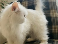 SIFIR BURUN MAVİ GÖZLÜ İRAN KEDİSİ