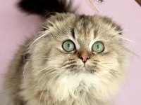 Highland Scottish Fold