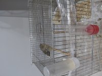 Gloster çift kanarya
