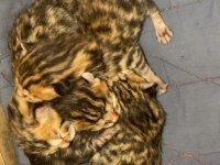 Rusya dan Bengal Kedisi Yavruları
