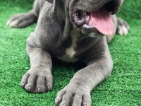 Üst Seviye Dev Cane Corso Yavruları