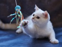 KIVIRCIK TÜYLÜ BRİTİSH KEDİLER
