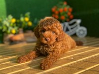 Toy Poodle Bebekler Referans Yavru