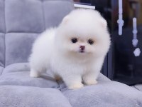 Mersinin en seçkin Pomeranian yavruları