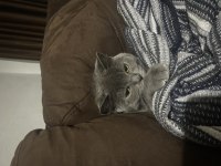 British Shorthair Kedisi
