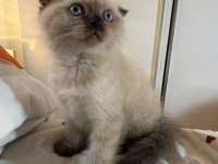 Mükemmel Kaliteli Maviş Gözlü British Shorthair